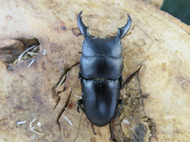NO1 インテルメディウスヒラタクワガタ♂45ミリ♀23ミリ・Arfak・昆虫販売アリスト・WD・成虫拍卖