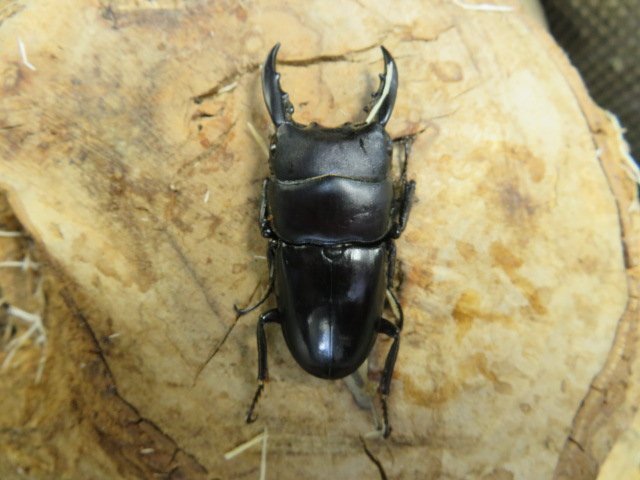 テルナテヒラタクワガタ ♂39ミリ♀22ミリ・ハルマヘラ島・クワガタショップアリスト・WD・成虫拍卖