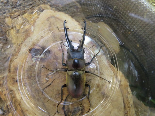 ドエスブルグノコギリクワガタ ♂58ミリ♀27ミリ・WD・成虫・昆虫卸問屋アリスト拍卖