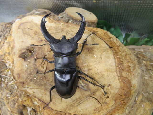 リノケロスフタマタクワガタ ♂72ミリ♀39ミリ・(西ジャワ・スカブミ)・WD・成虫・クワガタ販売アリスト拍卖