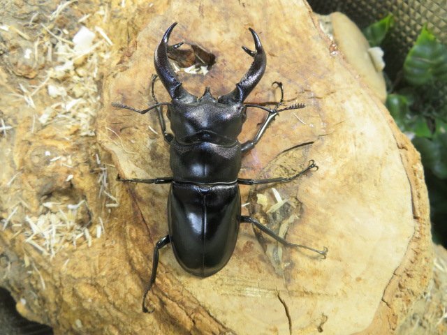 ブケットフタマタクワガタ ♂74ミリ♀35ミリ・人気・(スカブミ)昆虫卸問屋アリストWD・成虫拍卖
