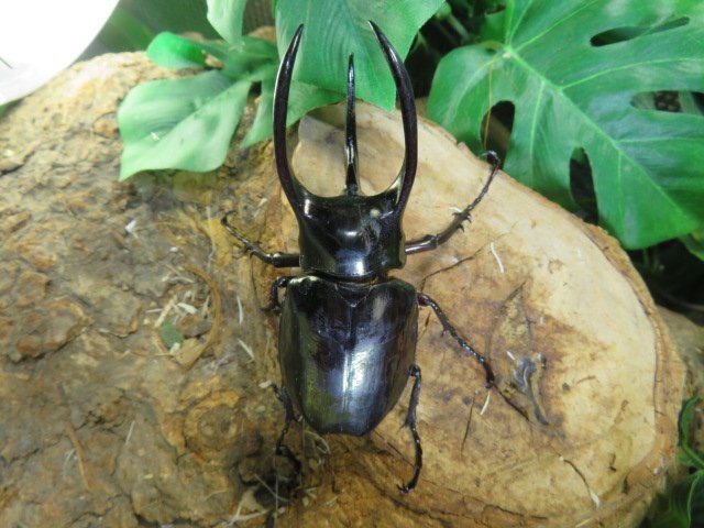 アトラスオカブト ♂83ミリペアー・(Sumatera)・WD・成虫・カブトムシ販売アリスト拍卖