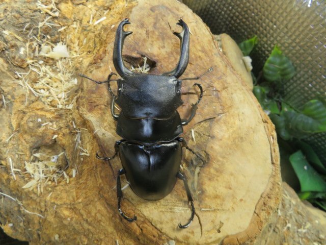 スチーブンスツヤクワガタ ♂79ミリ♀45ミリ・長歯・WD・成虫・昆虫販売アリスト拍卖