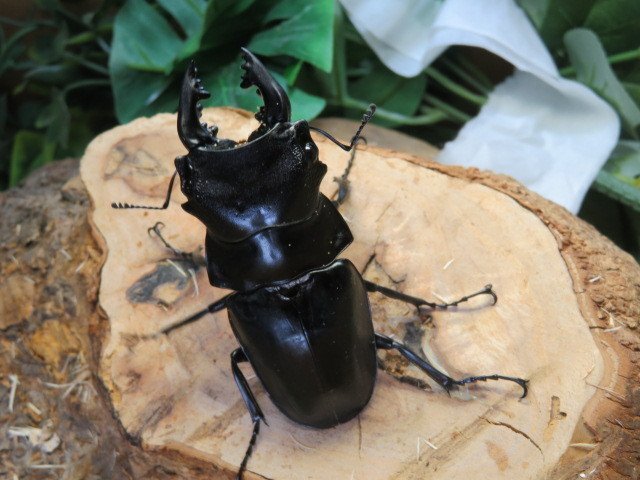 スチーブンスツヤクワガタ ♂74ミリ♀42ミリ・中歯又は短歯・アリスト・WD・成虫拍卖