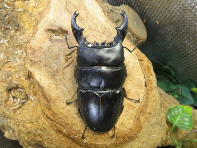 アルキデスヒラタクワガタ ♂88ミリ♀38ミリ・アチェ・ブランケジェレン・短中歯・WD・成虫・昆虫販売アリスト拍卖
