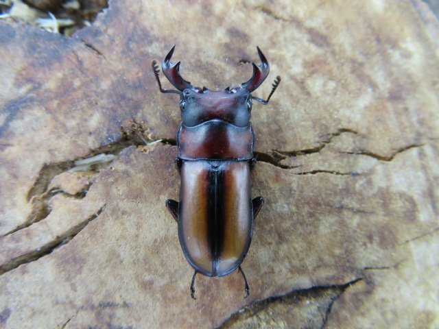 エレガントゥルスコクワガタ ♂21ミリ♀16ミリ・(東ジャワ・アルゴプーロ)昆虫卸問屋アリスト・WD・成虫拍卖