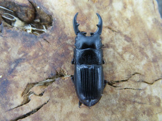 NO7 フロンタリスネブトクワガタ ♂26ミリ♀18ミリ(sulawesi)クワガタ通販アリスト・WD・成虫拍卖