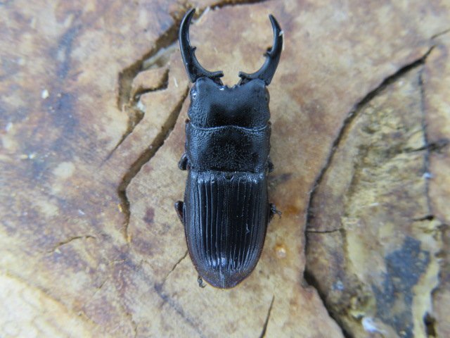 NO6 フロンタリスネブトクワガタ ♂26ミリ♀18ミリ(sulawesi)クワガタ通販アリスト・WD・成虫拍卖