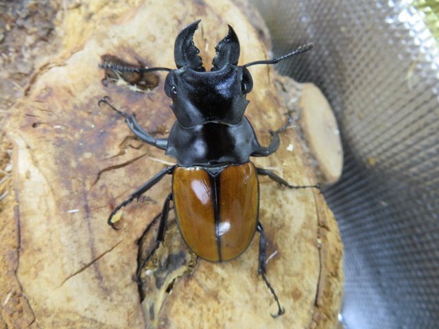 NO6 ガゼラツヤクワガタ ♂58ミリ♀39ミリ・Padang・クワガタショップアリスト・WD・成虫拍卖
