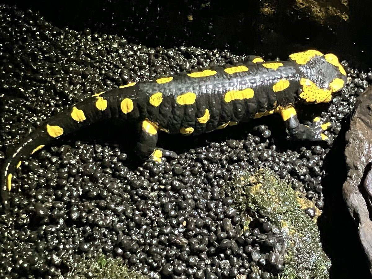 Salamandra Terrestris?拍卖