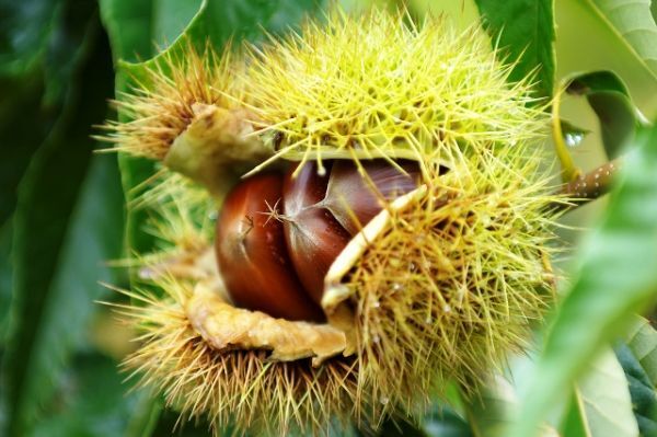 長野県 小布施町の小布施栗 Mサイズ 1kg1円~ 即決価格 1200円 (3)拍卖