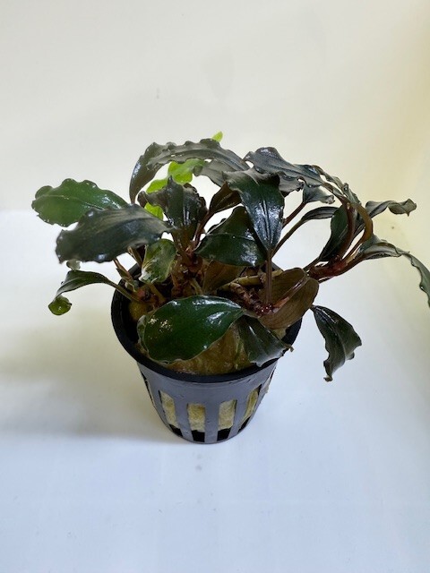 ブセファランドラSPブラウニーゴースト 1株(ストック期間で変化します) ※一部地域は発送不可拍卖