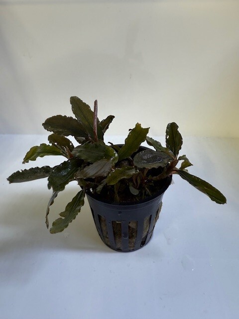 ブセファランドラSPブラウニーブルー 1株(ストック期間で変化します) ※一部地域は発送不可拍卖