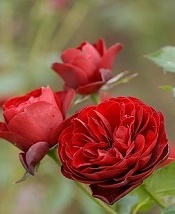 6828 ラバグルート★四季咲き 形の整った.ビロードがかる赤紅色中輪房咲き拍卖