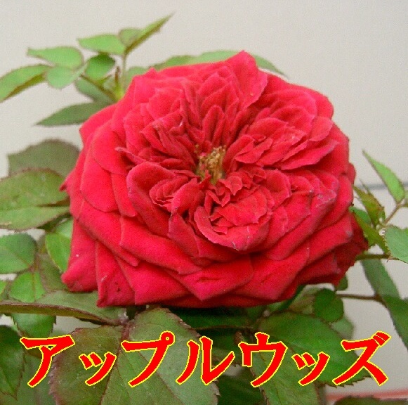 6840  アップルウッズ★ラナンキュラスのような花 香り 花つきが良★四季咲き大輪拍卖