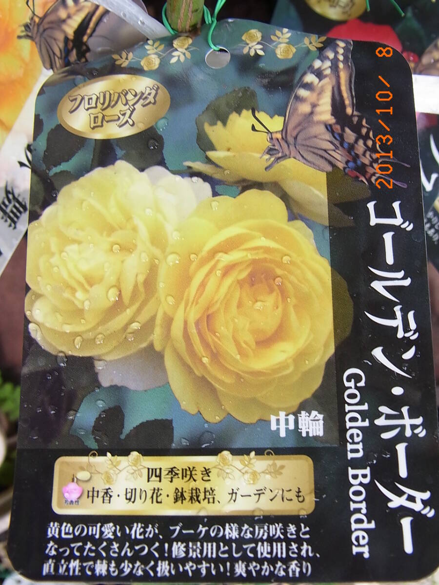6838  ゴールデンボーダー★四季咲き中輪房咲き 花つきがよく強健★接木大苗拍卖