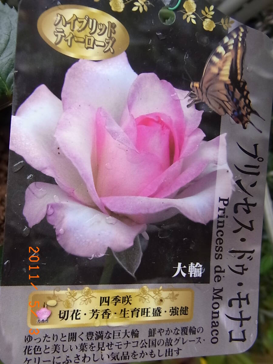 6845 プリンセス ドゥ モナコ★四季咲き大輪群を抜いて美しい★接木大苗拍卖