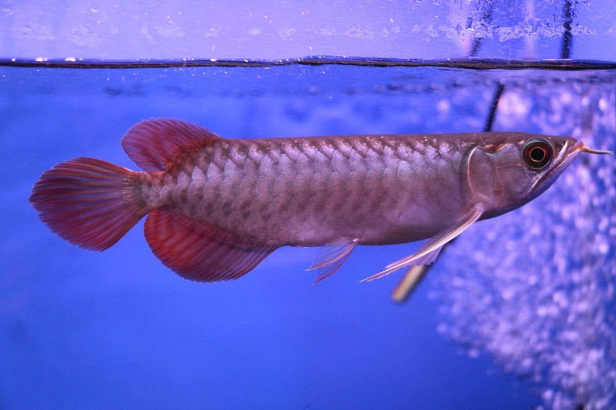 フォーエバーチリレッド メタリックにヒレ長の上物 目測20センチ 1 【広島】拍卖