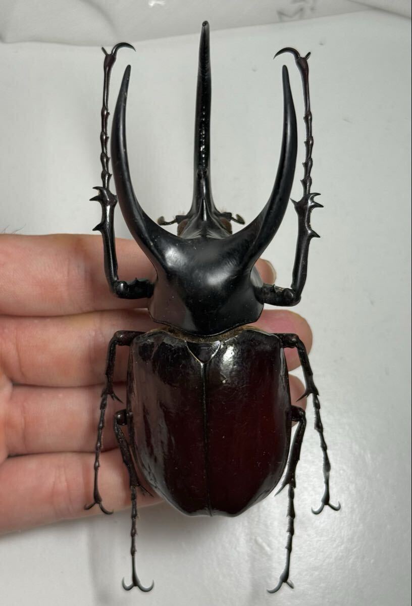 野外品101.2mmモーレンカンプオオカブト標本拍卖