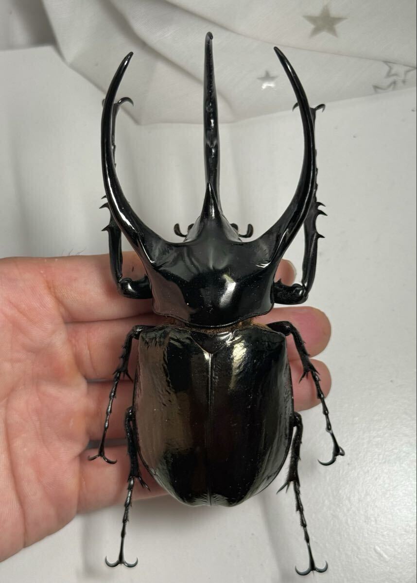 野外品大型タイリクコーカサス121mm標本拍卖