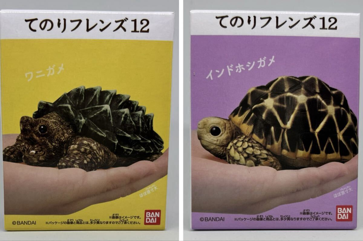 てのりフレンズ12 カメ 2種セット 爬虫類 てのりフレンズ12 亀 フィギュア 食玩 カメ拍卖