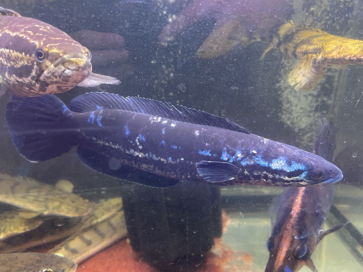 極美個体 エンペラースネークヘッド 約30cm拍卖