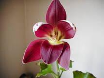 山野草(ユリ科) 赤花ウバユリ  開花見込球拍卖