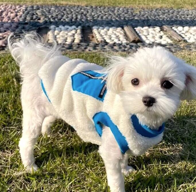 ◎即決・送料無料・新品★犬の洋服 フリース Lサイズ M・ダックス、トイ・プードル他 拍卖