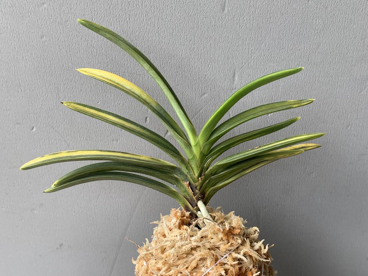 【raku】富貴蘭・羆(本性)堀内羆・12枚・富貴蘭・長生蘭・セッコク・山野草拍卖