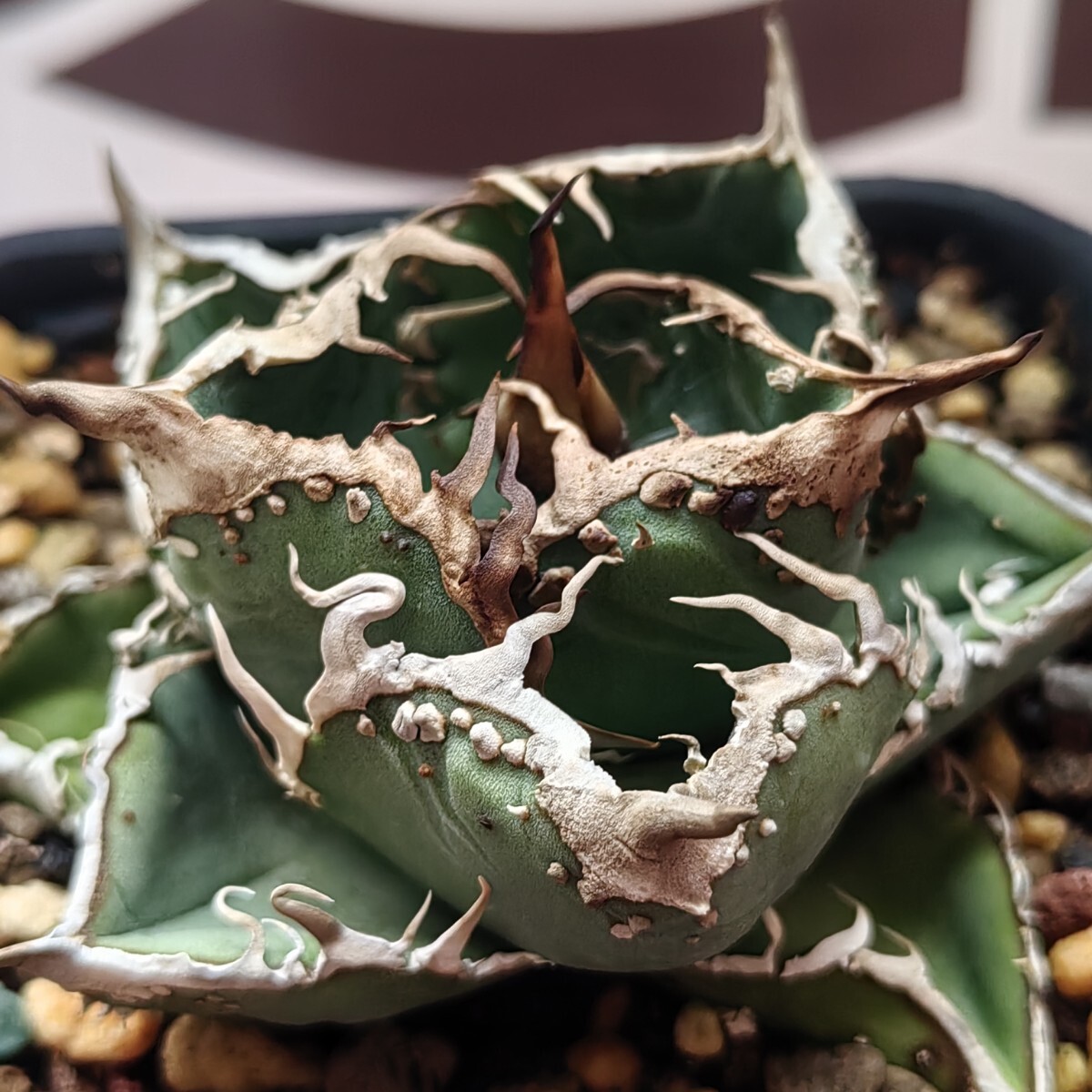 096【上澳園芸】 アガベ チタノタ shangao-001 蝦蟇 裏棘 表棘 特選 LED管理 良質株拍卖