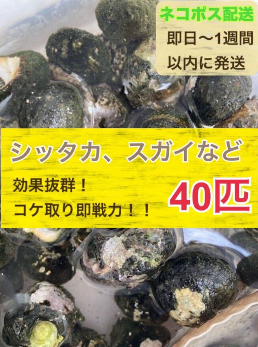 【コケ取り貝】【ネコポス配送】シッタカ、スガイなどランダム40匹(海水魚、サンゴ、バクテリア、背景、レイアウト、水槽)2拍卖