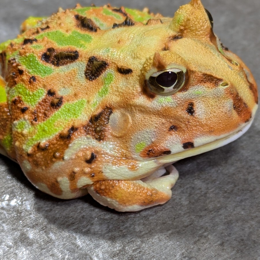 ◆ブラジルツノガエル 拍卖