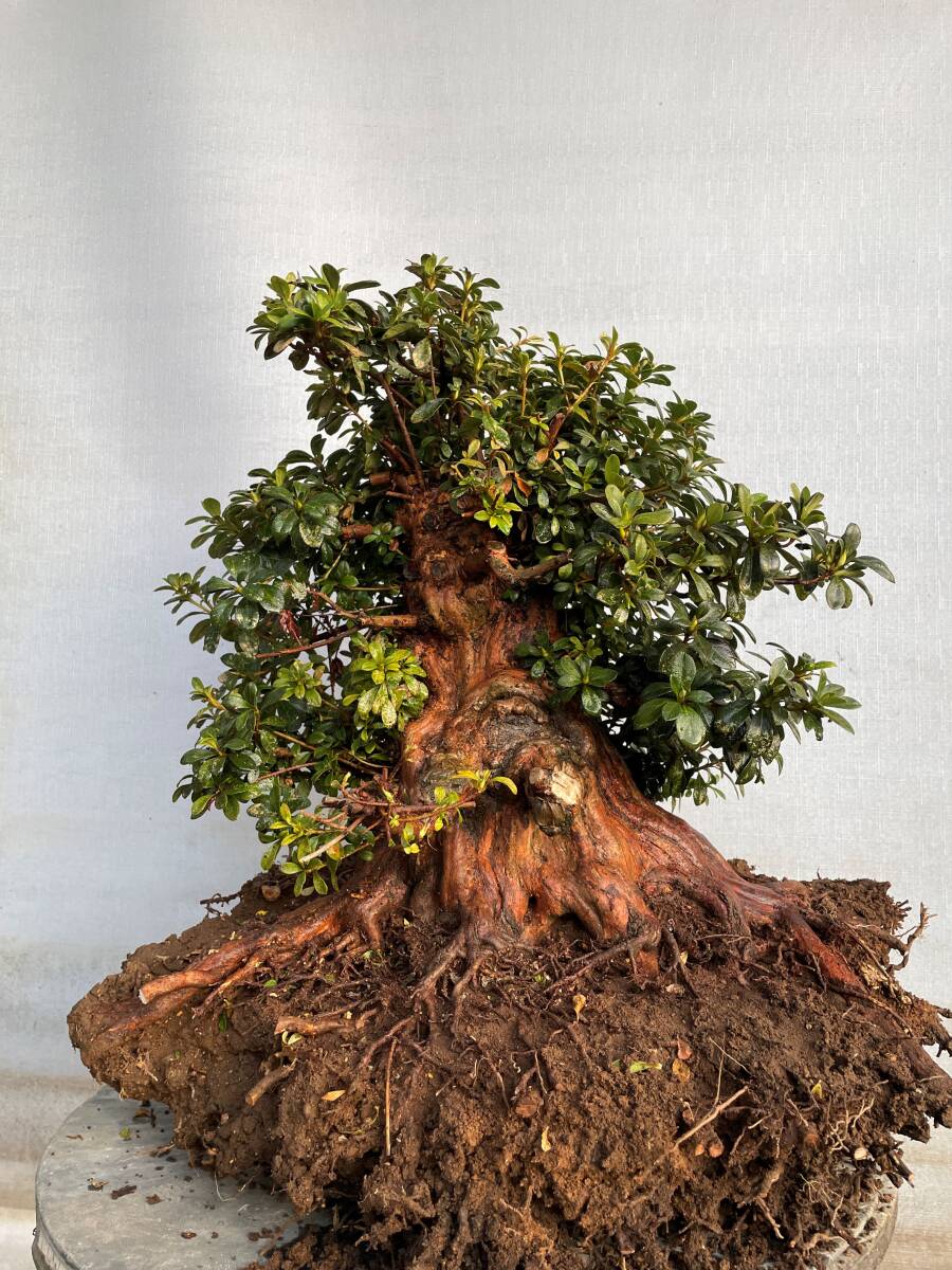 ★さつき 盆栽★ 古木 栄冠 高さ43cm 幹回り56cm 素材拍卖