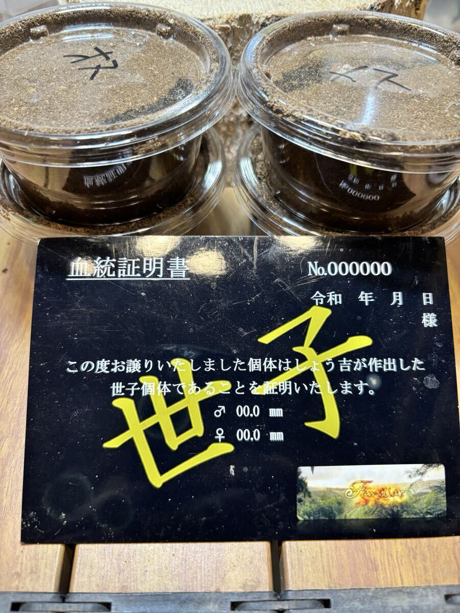 【ファミリアしょう吉】デルタ-世子×世子 スマトラヒラタアチェ 108.7×56(109.4インライン)直仔 2令幼虫2ペア拍卖