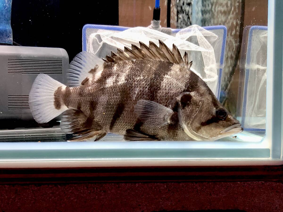 超極美!鬼ぞりハイボディ!メニーバータイガー!19㎝前後 おとひめ爆食い個体拍卖