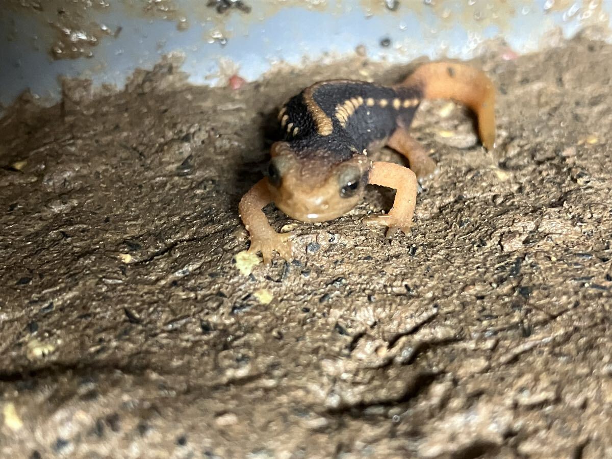 ミナミイボイモリ2025年CB 幼体3匹拍卖