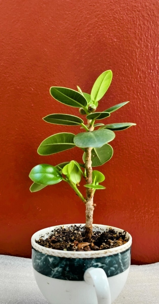 尖閣ガジュマル パンダガジュマル コーヒーカップセット鉢植え拍卖