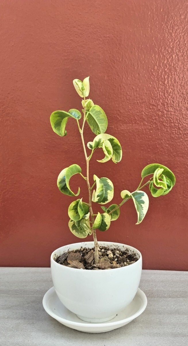 斑入り ベンジャミンバロック 全高:約22cm 茶(湯呑)椀 底穴開け加工拍卖