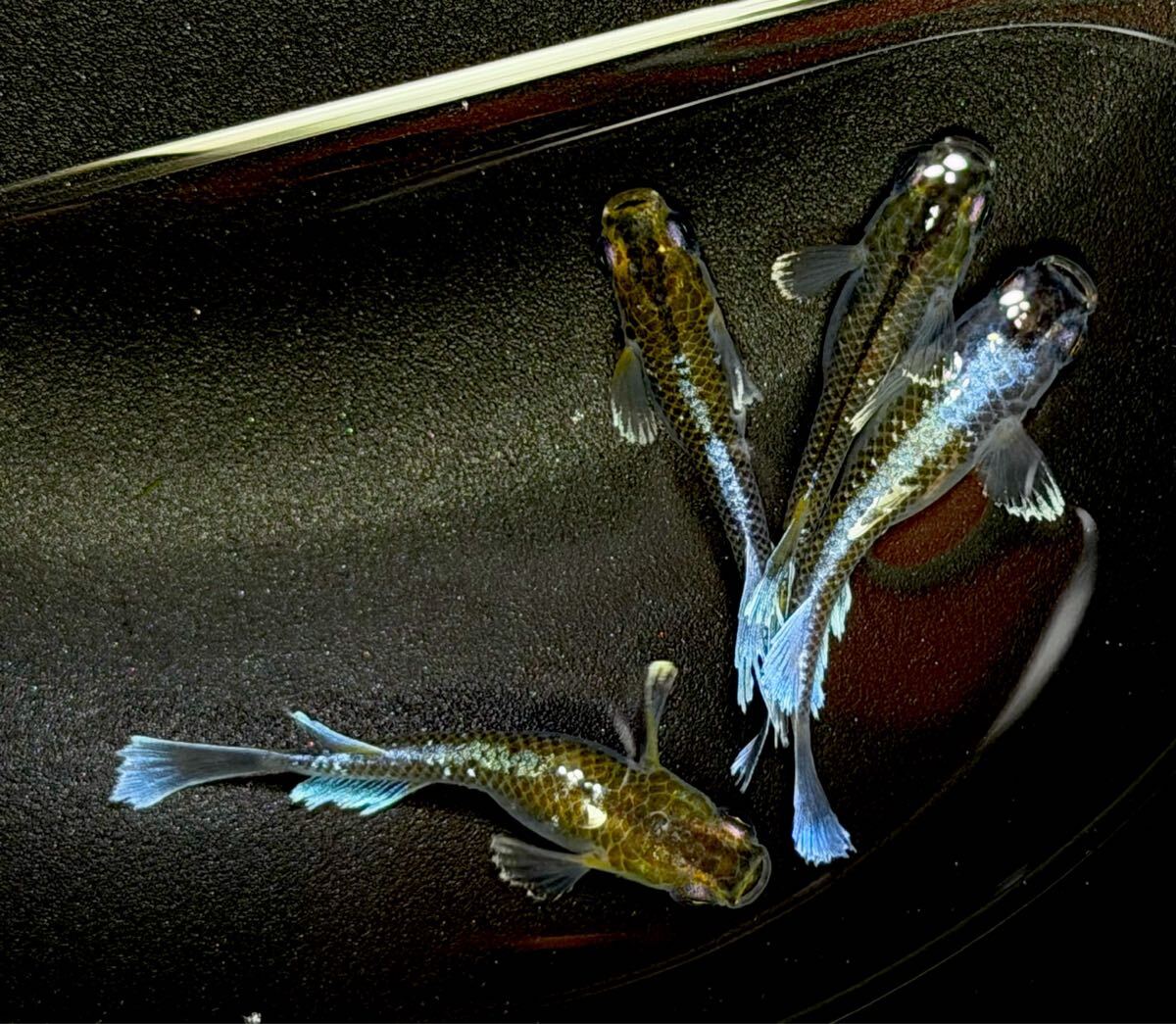 《メダカの楽園》極上 『フロマージュ体外光 キッシング』 『1』若魚2ペア 夢中めだか様直系 フサフサ鰭長拍卖