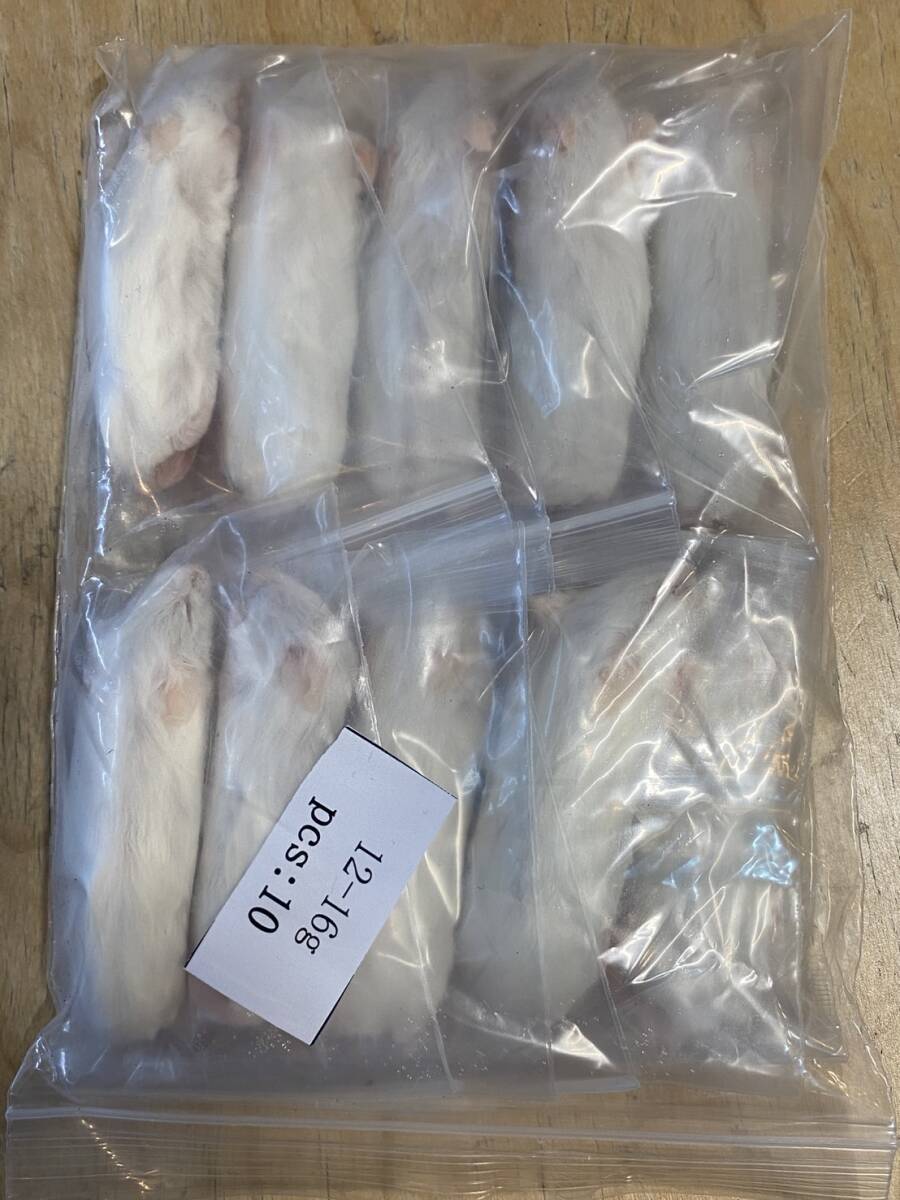 数量限定特価!冷凍ホッパーマウス 50匹拍卖