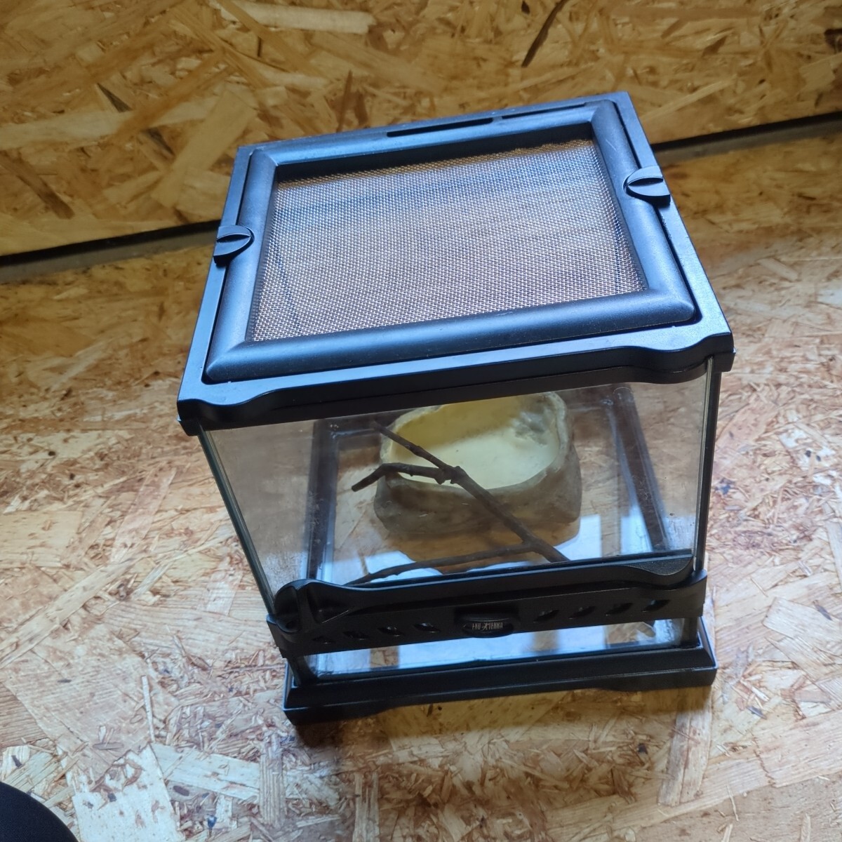 爬虫類飼育ケージ ガラス 約20cmbox拍卖