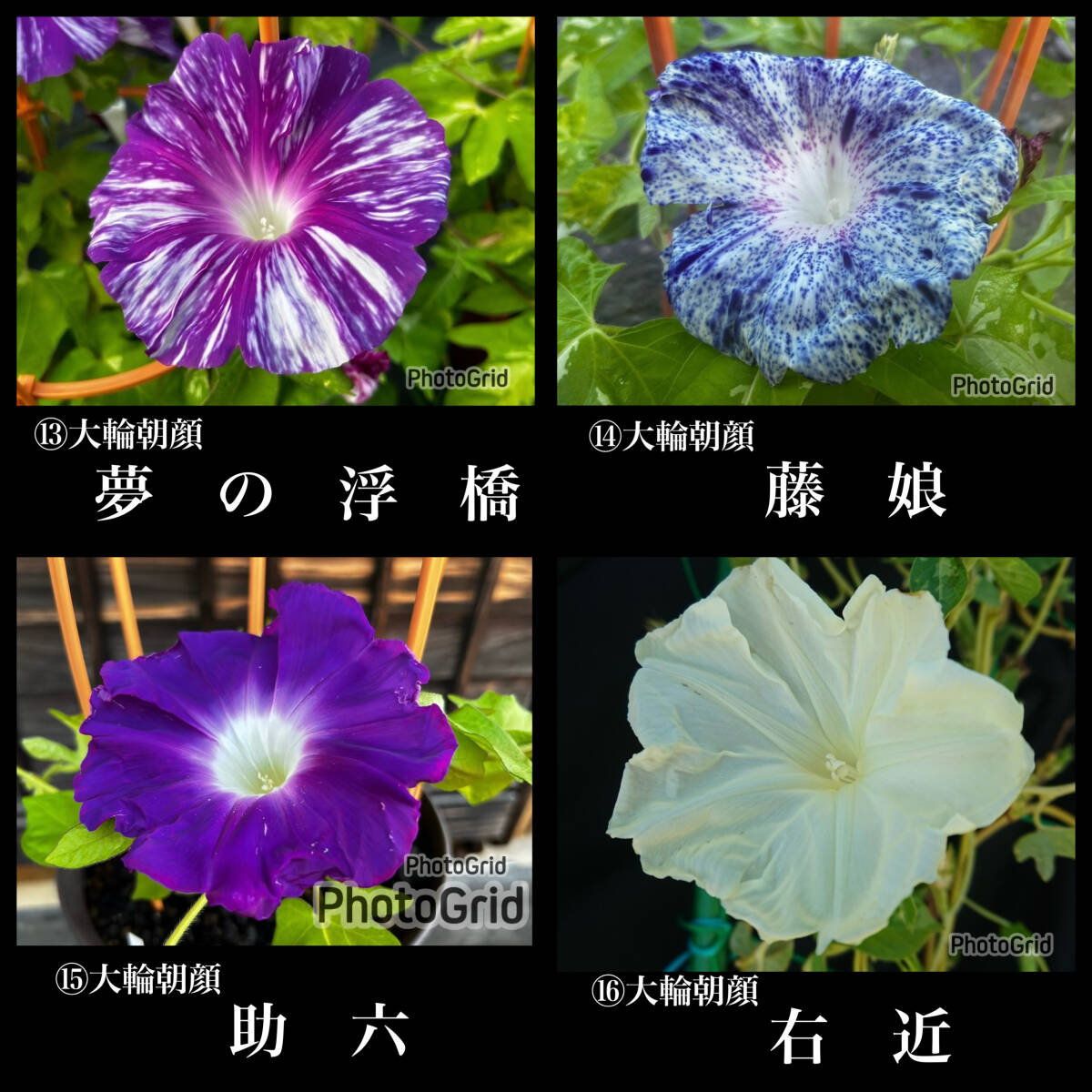 大輪朝顔の種(16品種の中から5品種お選びください)/変化朝顔/草花/山野草/バラ/クレマチス/クリスマスローズ/家庭菜園/サボテン拍卖