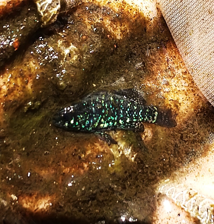 ブルーバードピグミーサンフィッシュ (エラッソマ・オカティエ) 1ペア 同梱不可 【動画あり】拍卖