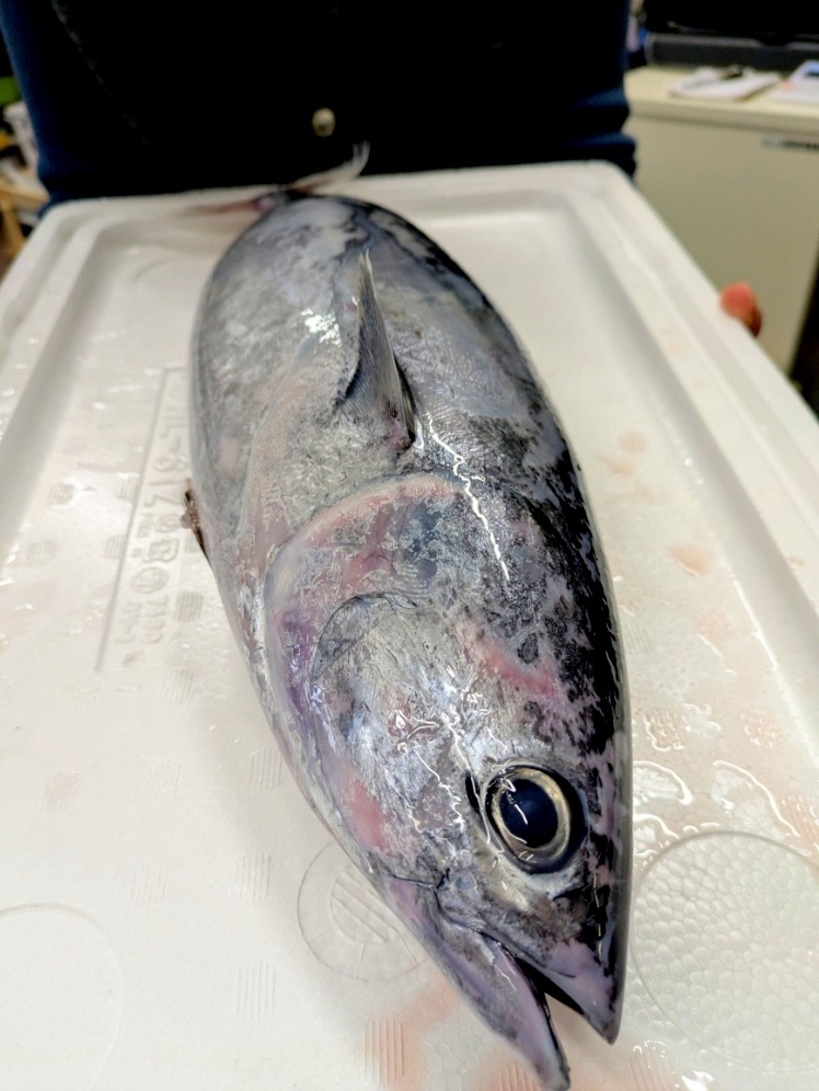 ★お家でご馳走・脂アリのソーダカツオ1本。一年で一番美味しい時期です!焼き霜作りで寿司三昧!拍卖