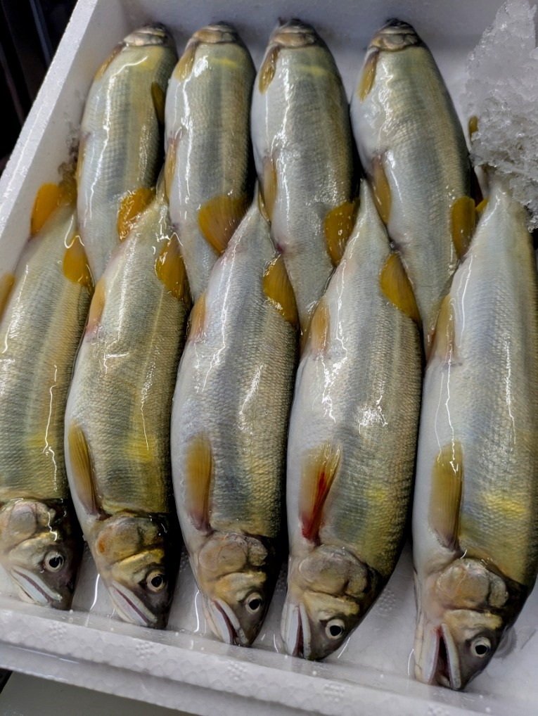 ★お家でご馳走・夏が暑すぎて良好の子持ち鮎が少ない!天然仕上げの子持ち鮎9本1キロ。卵付の鮎は塩焼き、甘露煮最高ですね!拍卖