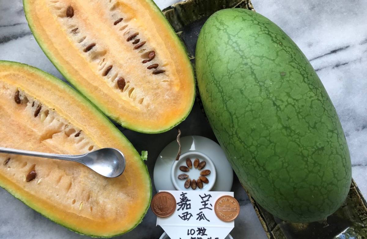 嘉宝西瓜 在来種 極早生ミニすいか たね10粒 ¥200スタート拍卖