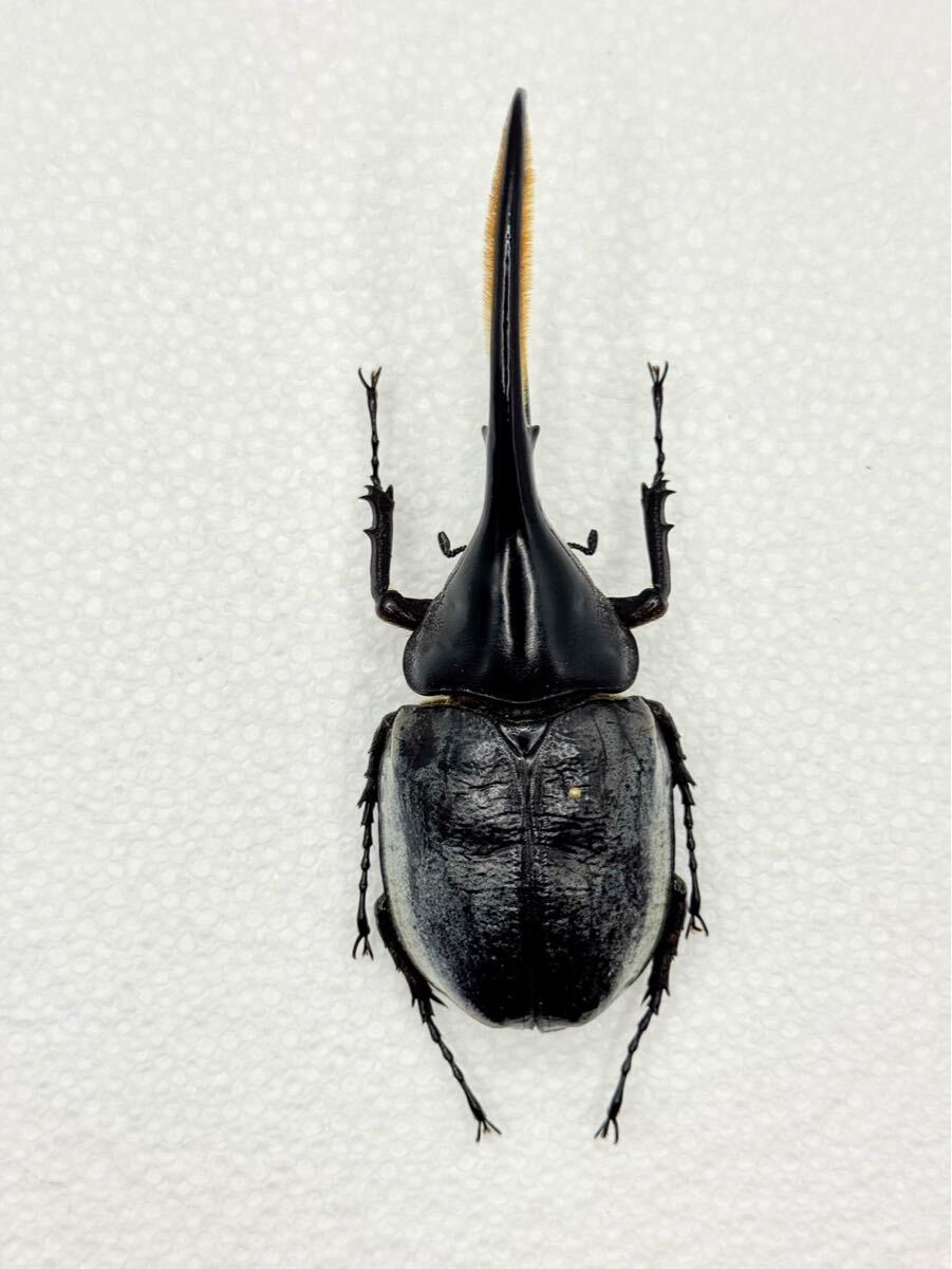 ヘラクレスリッキー ♂ 標本 137mm ブルータイプ拍卖