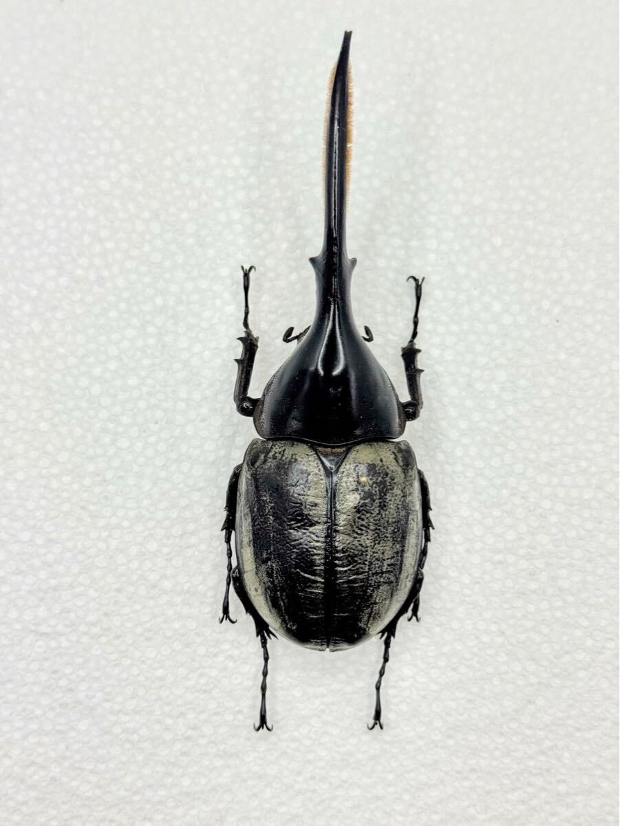 ヘラクレスリッキー ♂ 標本 149mm ブルータイプ拍卖