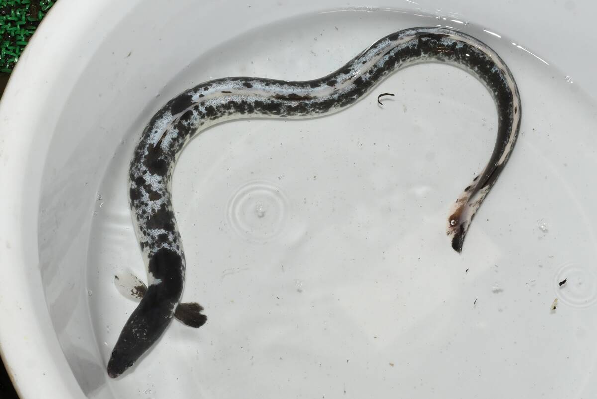 濃墨・パンダウナギ・約50センチ 1匹 ② 川魚 現物 猫飯舘山寺拍卖
