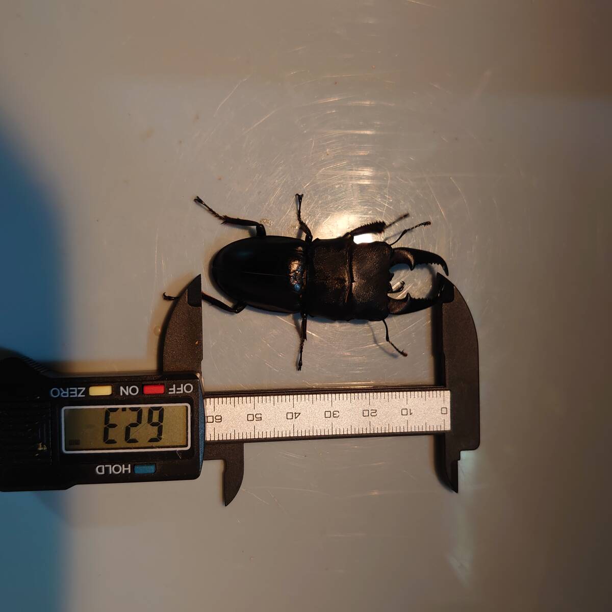 本土ヒラタクワガタ 2♂1♀ WF1 0021拍卖